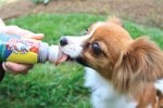 Lickety Stick