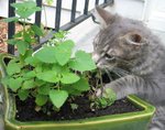 Of pets and poisonous plants