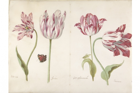 Jacob Marrel (German, Frankenthal 1613/14–1681 Frankfurt am Main)
Four Tulips: Boter man (Butter Man), Joncker (Nobleman), Grote geplumaceerde (The Great Plumed One), and Voorwint (With the Wind)
Ca. 1635–1645