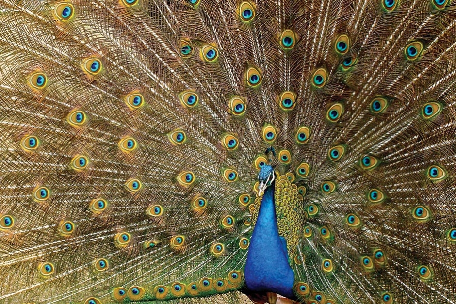 An Asian Indian peacock.