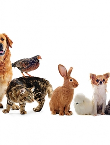 ‘CRITTER CANDIDATES’ FOR FAMILY PET