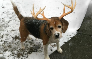 Dressing up Fido