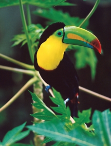 The eternal sunshine of Costa Rica