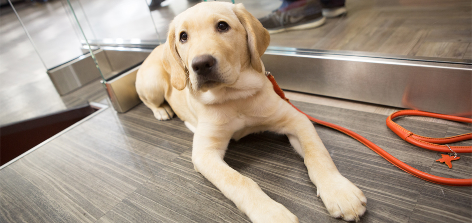 Today show deals puppy
