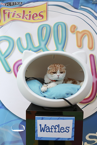 Friskies teams up with New York Giants’ punter Steve Weatherford and celebrity cat, Waffles, to help shelter cats find forever homes at the “Friskies Playhouse.” Photograph by Amy Sussman/AP Images for Friskies.