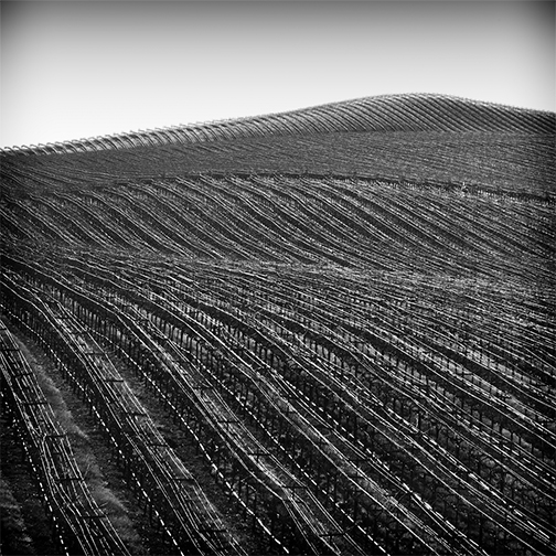 “Vineyard” by Cali Gorevic, featured at Gallery 66 NY as part of “Cross Pollination.” Photograph courtesy of Gallery 66 NY.