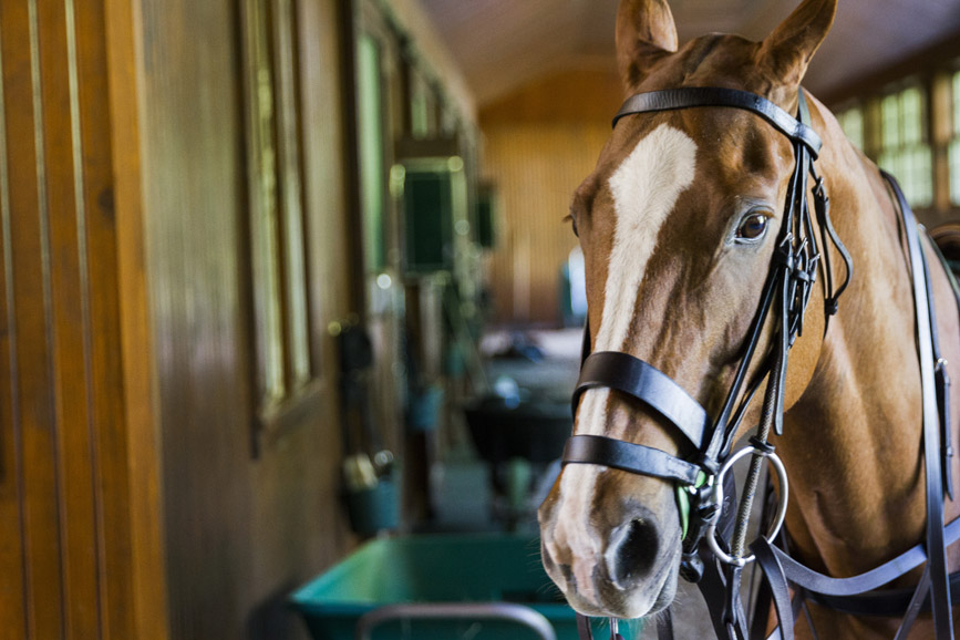 Polo pony Kentucky waits her turn on the field. Photograph by Katerina Morgan. Photograph courtesy Greenwich Polo Club.