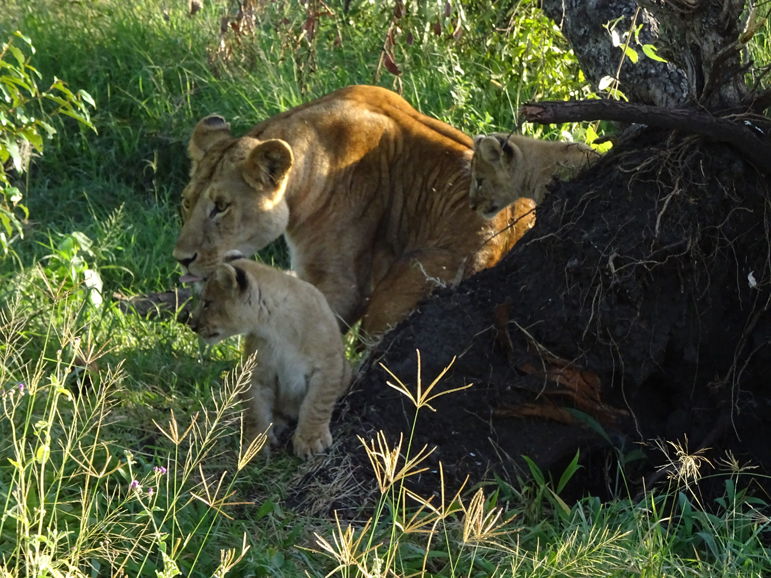 Mother with two of three lion cubs hiding in a bush in Maasai Mara National Reserve. Photograph by Christine Negroni.