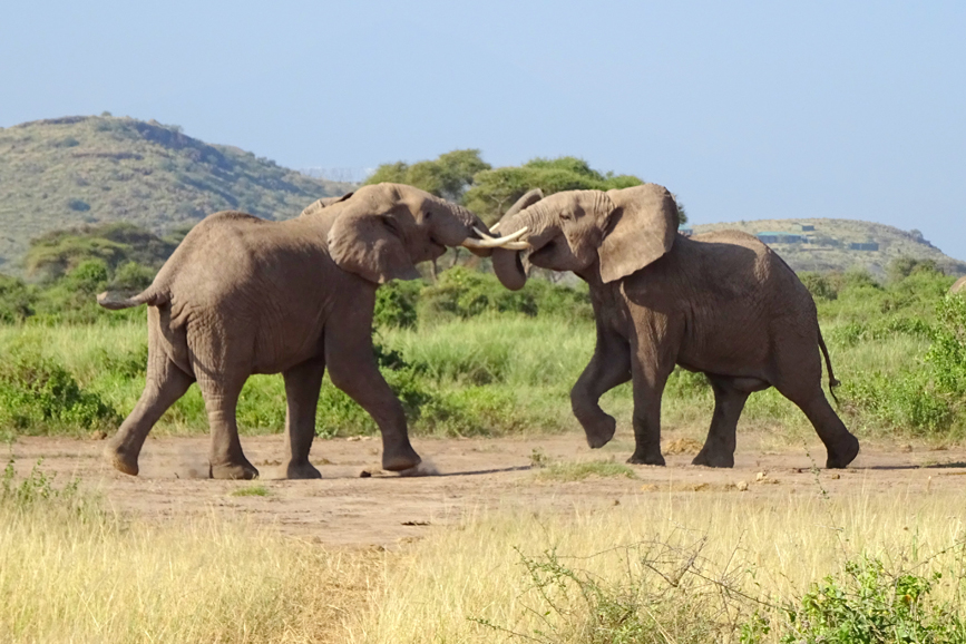 Elephants play rough in Amboseli National Park. Photograph by Christine Negroni.