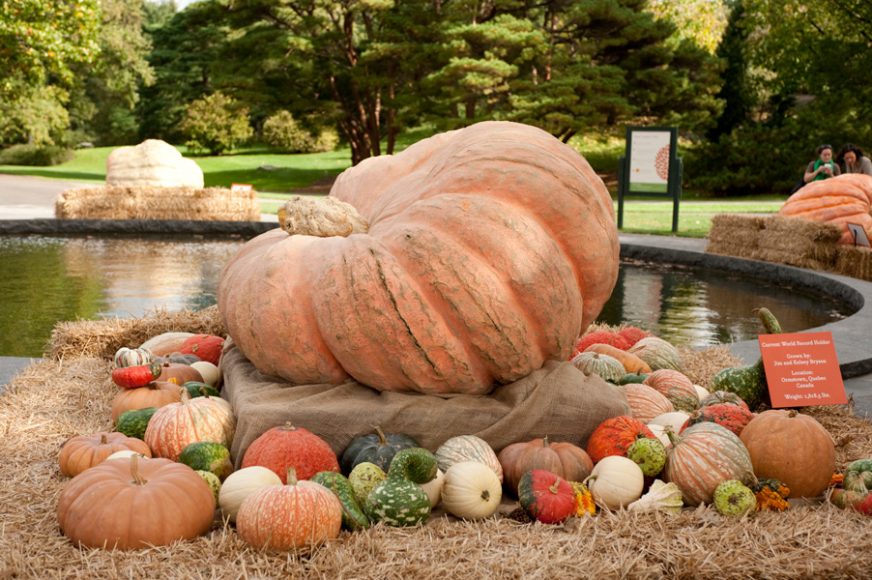 An 1,800-pounder from a recent New York Botanical Garden display. Courtesy NYBG.