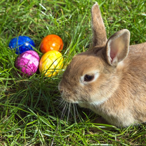 Easterbunny_1 2