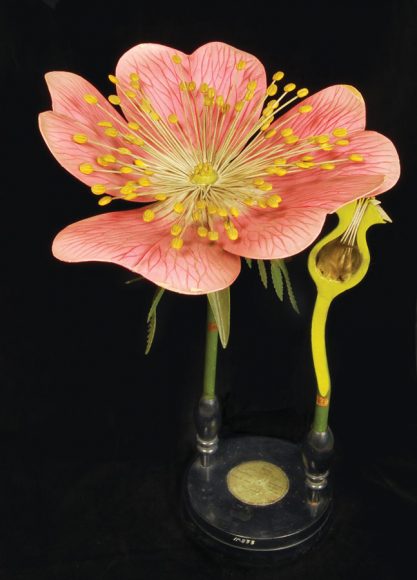 Rosa canina Model (1875-98), manufactured by R. Brendel & Co. (Berlin, Germany); wood, papier-mâché, cardboard, plaster, reed pith, metal, string, feathers, gelatin, glass and bone glue beads, cloth, metallic thread, horsehair, hemp, or silk threads, paint, and shellac varnish. Smithsonian Institution’s National Museum of American History. Image © Smithsonian Institution.