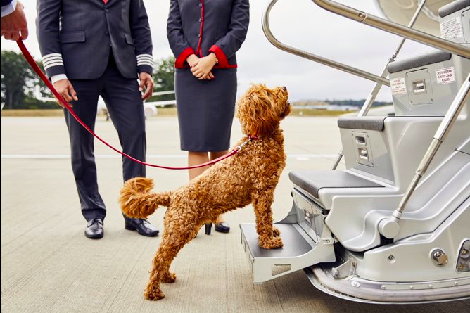 Now Fido and Fluffy can fly high as well. Courtesy VistaJet.