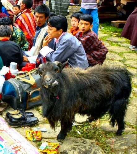 A black goat at lunch.