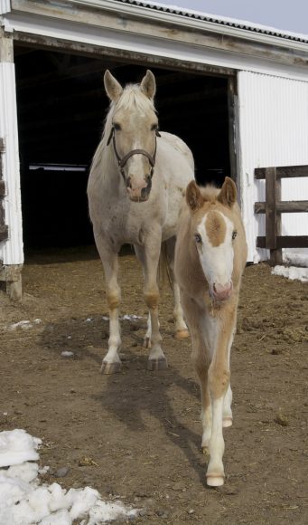 Carrie’s 2014 filly goes for a walk with mom at Blue Chip Farms in Wallkill. Photograph by Bob Rozycki.