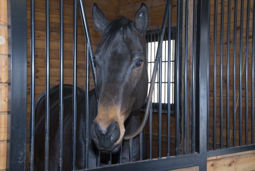 A horse at Run Free Farm in Brewster. Photograph by Anthony Carboni.