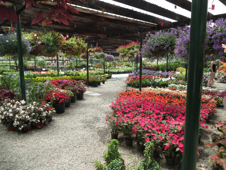 An array of annuals at Poundridge Nurseries. Photograph by Michele Langone.