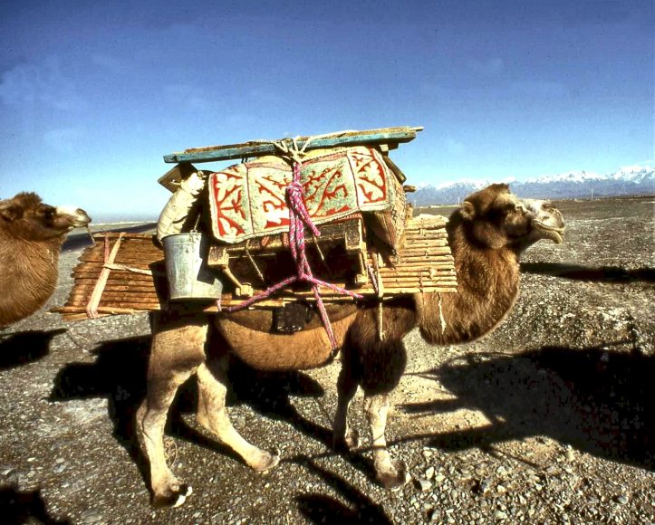 At least 20 percent of Mongol inhabitants in Inner Mongolia are still nomads who pack their yurts and belongings on Bactrian camels to move to greener pastures in season.