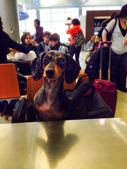 Olive at the airport. 