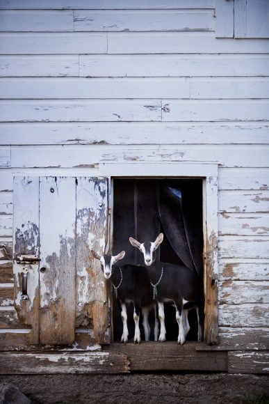 A couple of Coach Farm’s famous residents greet visitors.  Photograph courtesy of Best Cheese Corp.