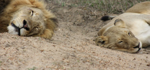 Two lions in the midst of one of many naps.