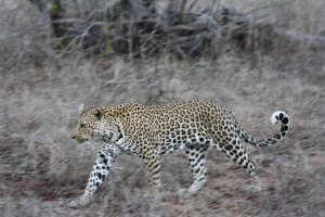 A leopard passes at a brisk pace.