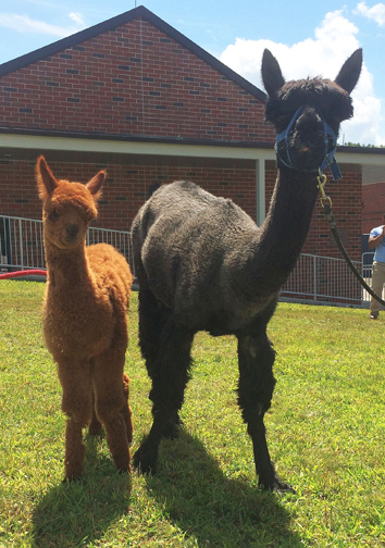 AllyBee and Karasu.
Photograph courtesy Tufts University.