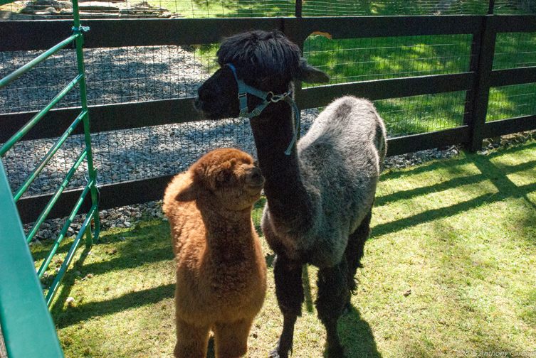 AllyBee and Karasu.
Photograph courtesy Tufts University.