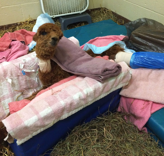 AllyBee underwent surgery soon after her arrival at Tufts to fix her kneecap displacement. Photograph courtesy Tufts University.