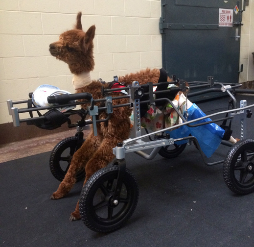 AllyBee undergoing rehabilitation. Photograph courtesy Tufts University.