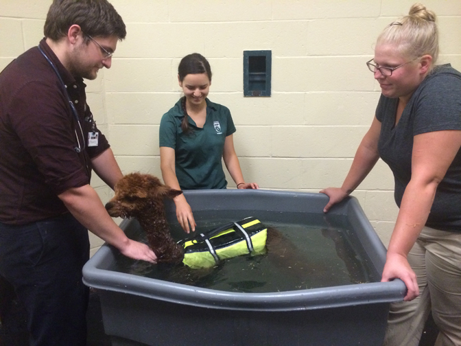Students work with professionals to use swimming as part of AllyBee’s rehabilitation. Photograph courtesy Tufts University.
