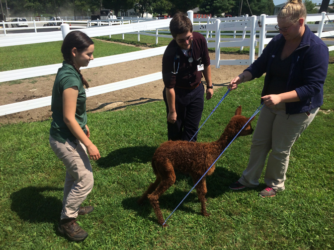 Tufts University professionals and students worked together to guide AllyBee through her rehabilitation. Photograph courtesy Tufts University.