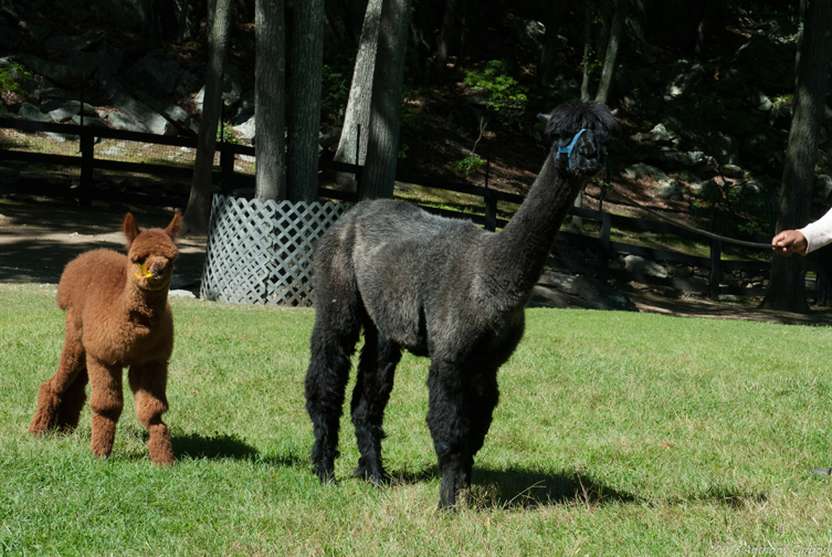 AllyBee and Karasu.
Photograph by Anthony Carboni.