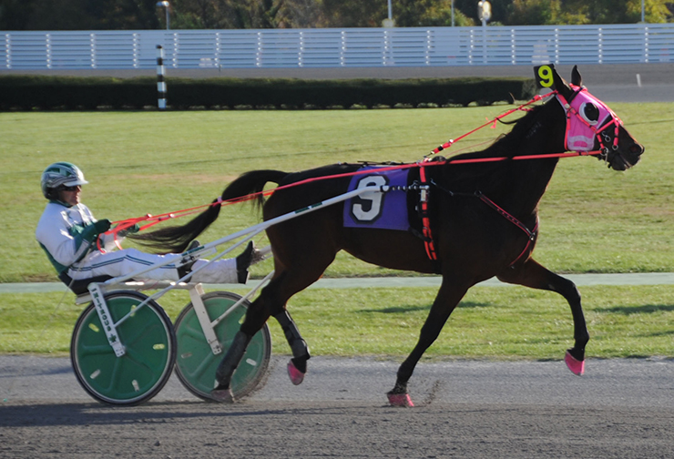 Bloomfieldcan’tifly, seen here in the paddock and with driver Dan Dube, was in the pink for Breast Cancer Awareness Month. Photographs by Jelena Gerga. Courtesy Yonkers Raceway
