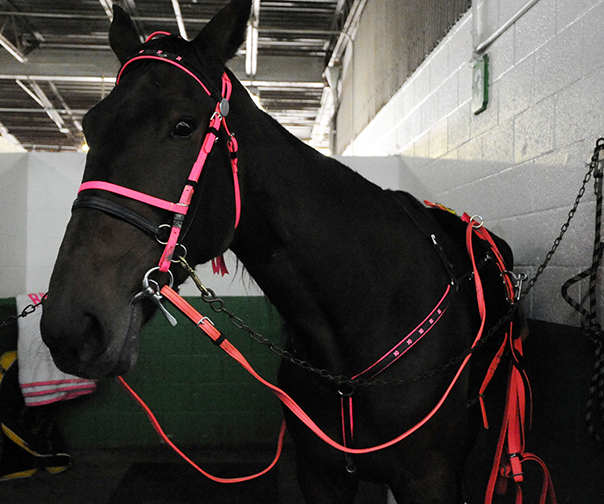 Bloomfieldcan’tifly, seen here in the paddock and with driver Dan Dube, was in the pink for Breast Cancer Awareness Month. Photographs by Jelena Gerga. Courtesy Yonkers Raceway
