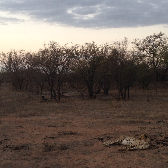 On the safari in South Africa's wetlands. Photo from January 2015. Photograph by Mark Lungariello.