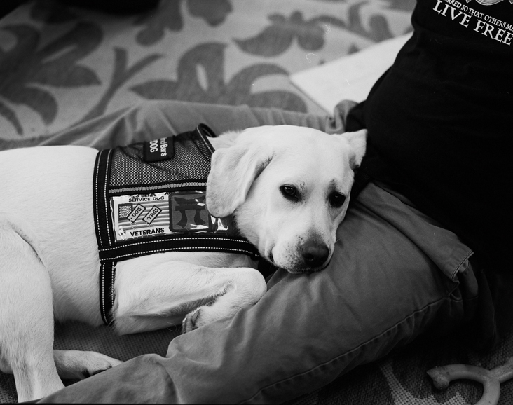 One of the many puppies of Puppies Behind Bars. Photograph by Peggy Vance, courtesy Puppies Behind Bars.