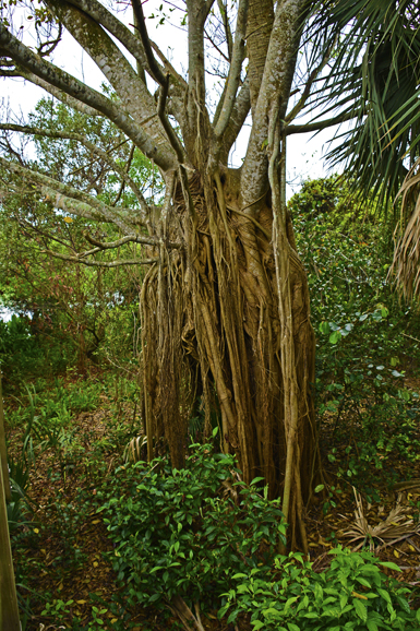 A Floridian tree bears its roots. Photo from May 2015. Photograph by Bob Rozycki.