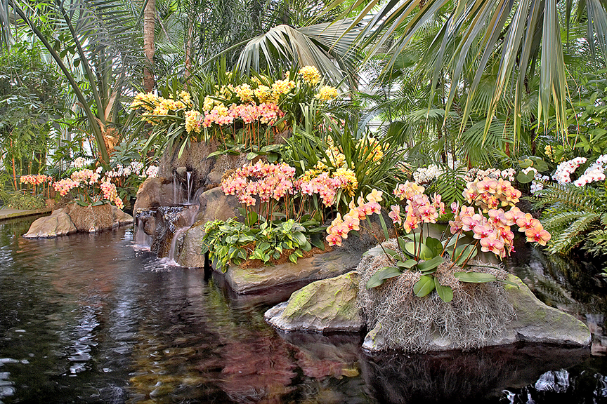 Orchids like these are set to seduce visitors to the New York Botanical Garden as the annual “Orchid Show” opens this weekend.