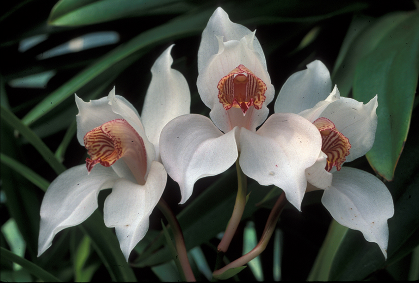 Orchids like these are set to seduce visitors to the New York Botanical Garden as the annual “Orchid Show” opens this weekend.