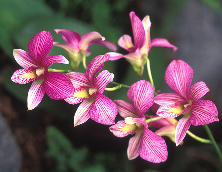 Orchids like these are set to seduce visitors to the New York Botanical Garden as the annual “Orchid Show” opens this weekend.