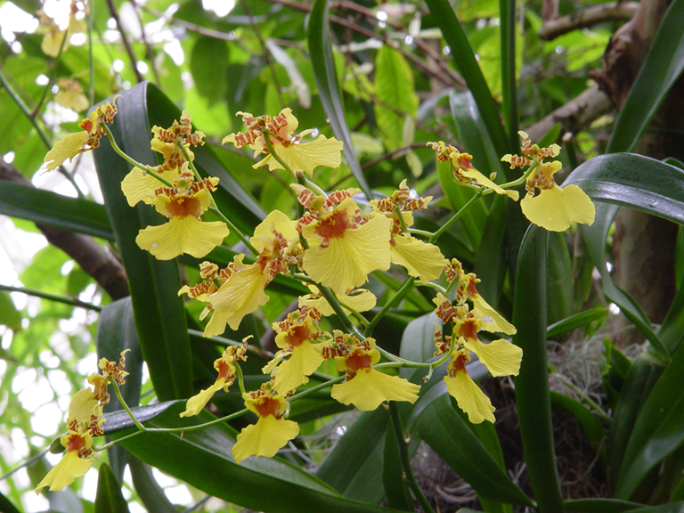 Orchids like these are set to seduce visitors to the New York Botanical Garden as the annual “Orchid Show” opens this weekend.