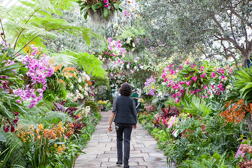 Orchids like these are set to seduce visitors to the New York Botanical Garden as the annual “Orchid Show” opens this weekend.