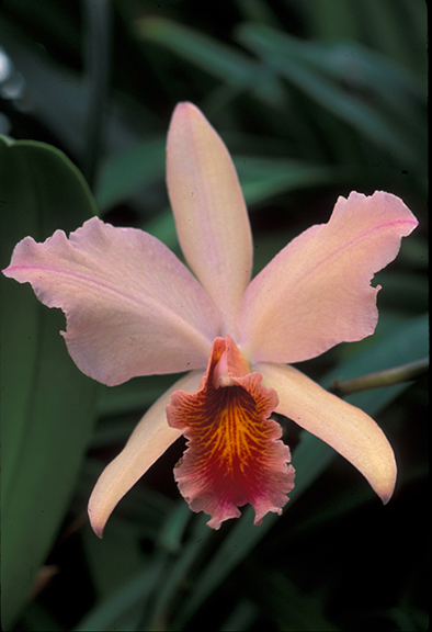 Orchids like these are set to seduce visitors to the New York Botanical Garden as the annual “Orchid Show” opens this weekend.