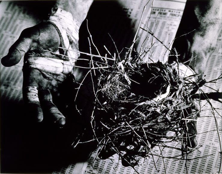 David Wojnarowicz's "Untitled (hand holding nest)" (1988), silver print, 14 1/8 x 18 5/16 inches. Courtesy of the Estate of David Wojnarowicz and P.P.O.W, New York. 