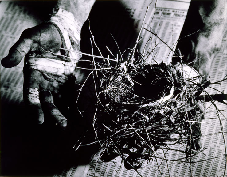 David Wojnarowicz's "Untitled (hand holding nest)" (1988), silver print, 14 1/8 x 18 5/16 inches. Courtesy of the Estate of David Wojnarowicz and P.P.O.W, New York.