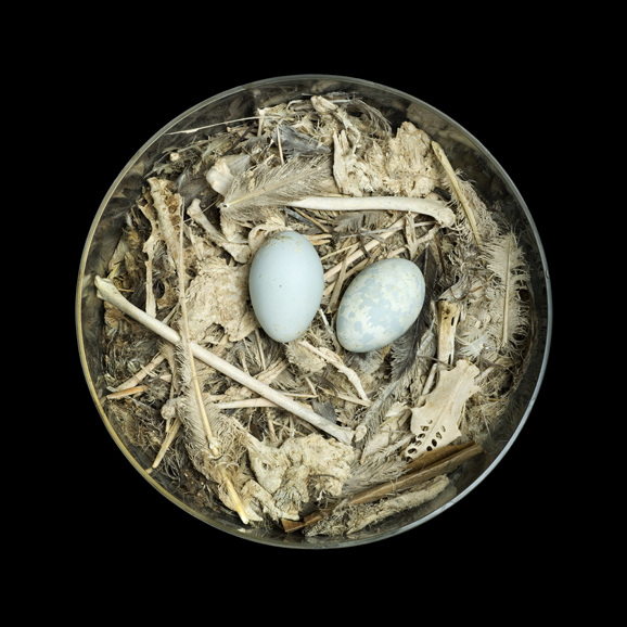 Sharon Beals’ “Brown Booby Sula leucogasterbrewsteri” (photographed 2008, collected 1925), grass, sticks, seaweed and bones. Courtesy of the artist and Western Foundation of Vertebrate Zoology.