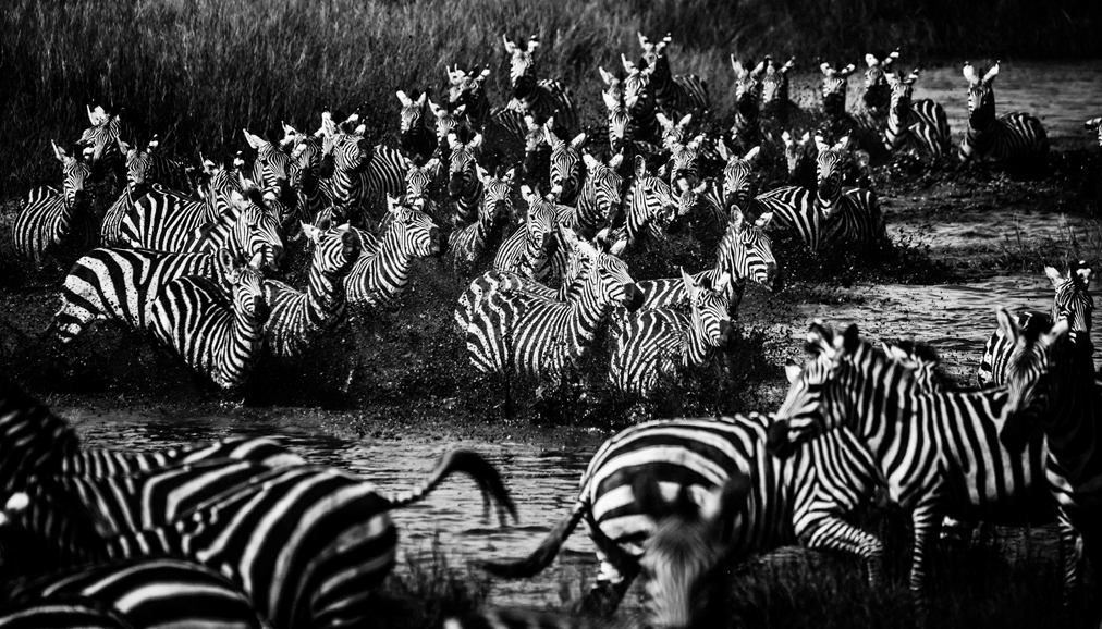 “Zebras, Tanzania 2015.” Photograph © Laurent Baheux. © “The Family Album of Wild Africa” by Laurent Baheux, published by teNeues and YellowKorner.