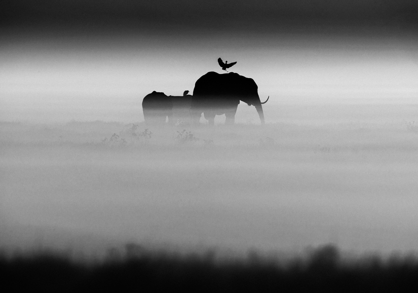 “Elephants and Bird, Kenya 2015.” Photograph © Laurent Baheux. © “The Family Album of Wild Africa” by Laurent Baheux, published by teNeues and YellowKorner.