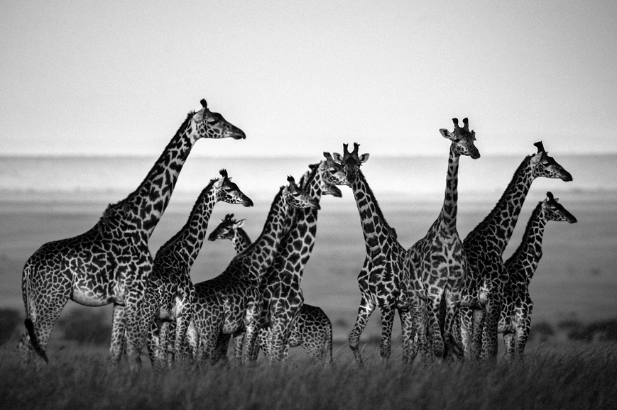 “Giraffes, Kenya 2013.” Photograph © Laurent Baheux. © “The Family Album of Wild Africa,” by Laurent Baheux, published by teNeues and YellowKorner.